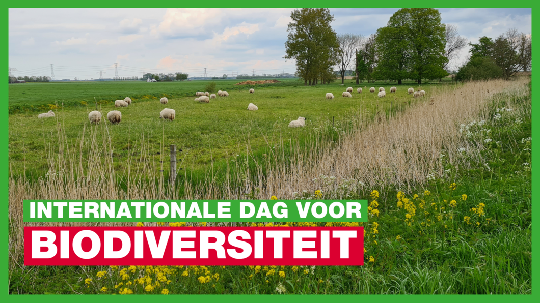 Natuurgebied met schapen op de achtergrond. Natuurgebied Tetjehorn te Overschild aan de rand van het Schildmeer.